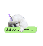 レオン＆シェリー《ペキニーズ》2（個別スタンプ：6）