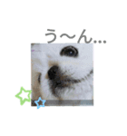 レオン＆シェリー《ペキニーズ》2（個別スタンプ：12）