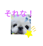 レオン＆シェリー《ペキニーズ》2（個別スタンプ：16）