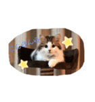 レオンスタンプ5（個別スタンプ：6）