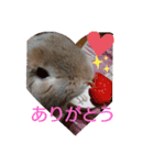 わが家のレオ（個別スタンプ：8）