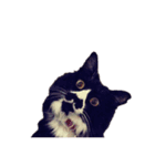地獄猫アバスさん（個別スタンプ：1）