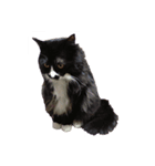 地獄猫アバスさん（個別スタンプ：7）