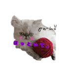 毛玉1（個別スタンプ：2）
