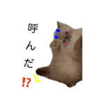 毛玉1（個別スタンプ：3）