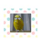 セキセイインコの面白スタンプ（個別スタンプ：2）