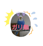 セキセイインコの面白スタンプ（個別スタンプ：7）
