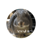 うさぎ2018（個別スタンプ：2）