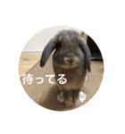 うさぎ2018（個別スタンプ：3）
