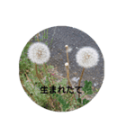 ぽのぼの（個別スタンプ：8）