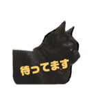 わたしとねこちゃん3（個別スタンプ：7）