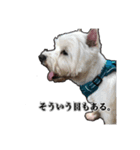 愛犬だんちん！！！！（個別スタンプ：1）