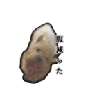 愛犬だんちん！！！！（個別スタンプ：2）
