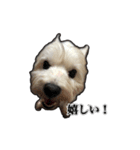 愛犬だんちん！！！！（個別スタンプ：3）