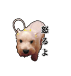 愛犬だんちん！！！！（個別スタンプ：4）