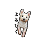愛犬だんちん！！！！（個別スタンプ：6）