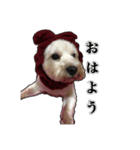 愛犬だんちん！！！！（個別スタンプ：7）