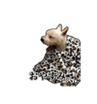 愛犬だんちん！！！！（個別スタンプ：8）