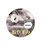 毎日ロングコートチワワ（個別スタンプ：5）