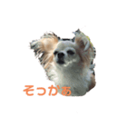 毎日ロングコートチワワ（個別スタンプ：6）