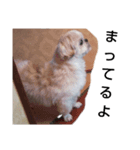 我が家のキャップさん⑥（個別スタンプ：6）
