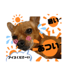 みるこちゃん3（個別スタンプ：5）