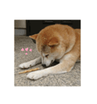 しばいぬわんわん（個別スタンプ：5）