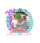 ミニねこストーリーズ（個別スタンプ：1）