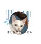 ミニねこストーリーズ（個別スタンプ：2）