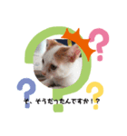 ミニねこストーリーズ（個別スタンプ：8）