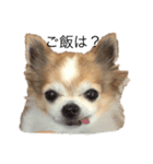 ミルクはペット（個別スタンプ：2）