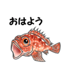 釣り好き・魚好きが喜ぶスタンプ（個別スタンプ：1）