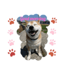 主水 柴犬（個別スタンプ：2）