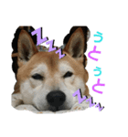 主水 柴犬（個別スタンプ：3）