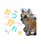 主水 柴犬（個別スタンプ：5）