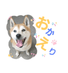 主水 柴犬（個別スタンプ：6）