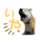 主水 柴犬（個別スタンプ：7）