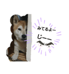 主水 柴犬（個別スタンプ：8）