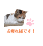 さくらとちゅび（個別スタンプ：1）