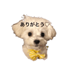 ここの日常◡̈⃝︎⋆︎*（個別スタンプ：6）