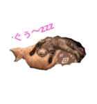 めるくまちゃん（個別スタンプ：3）