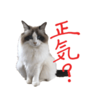 ふわららスタンプ（個別スタンプ：1）