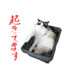 ふわららスタンプ（個別スタンプ：4）