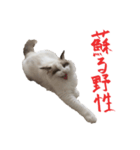 ふわららスタンプ（個別スタンプ：5）