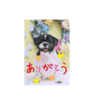 シーズーのシャオランくん❤（個別スタンプ：8）