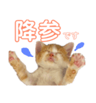 磯ニャンズ2〜花たん〜（個別スタンプ：1）