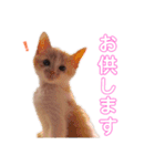 磯ニャンズ2〜花たん〜（個別スタンプ：3）