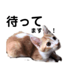 磯ニャンズ2〜花たん〜（個別スタンプ：5）