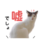 磯ニャンズ2〜花たん〜（個別スタンプ：6）