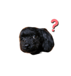 毎日dog！（個別スタンプ：1）